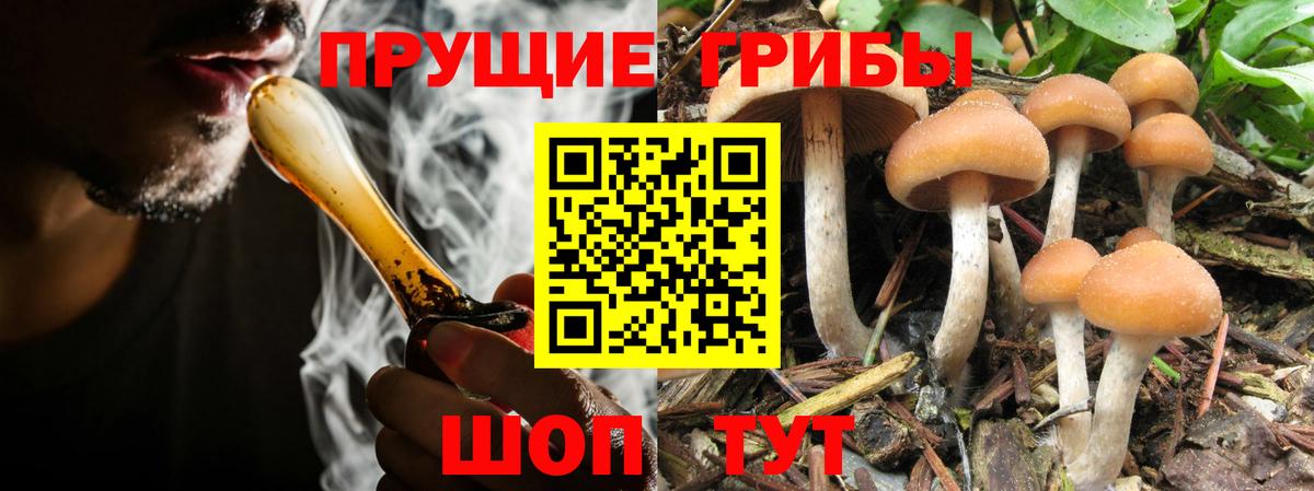 Ярославль  Галлюциногенные грибы MAGIC MUSHROOMS  Вход с VPN  Галлюциногенные грибы GOLDEN TEACHER 